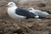 juvenile LBBG, ringed in the Netherlands.